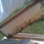 пчелы печатают соты забрусом
